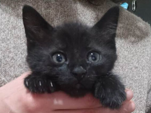 CARTOLINE. Saluti da … Le Chat Noir